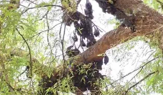 कांकेर के सरोना गांव में 500 से अधिक चमगादड़ों की हुई मौत